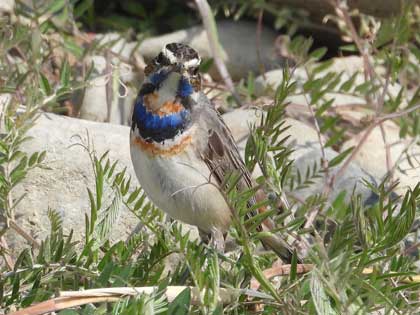 オガワコマドリ