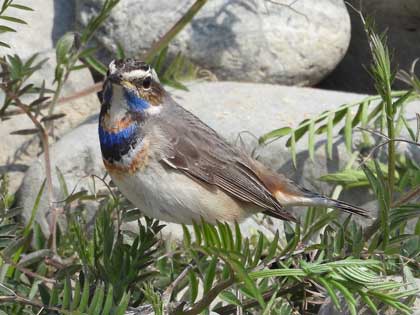 オガワコマドリ