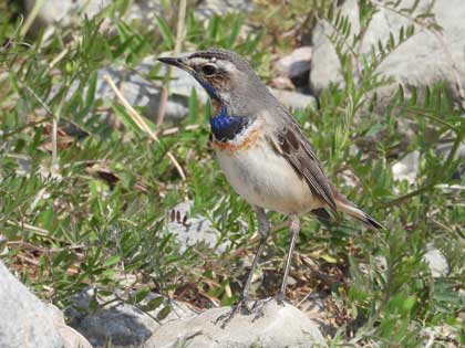 オガワコマドリ