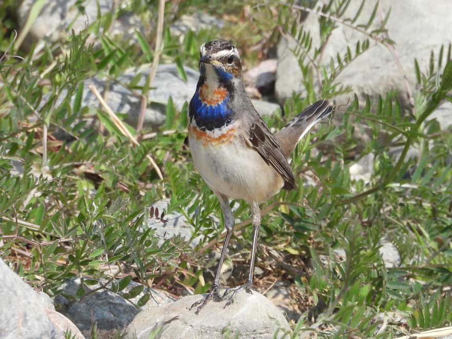 オガワコマドリ