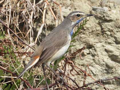 オガワコマドリ