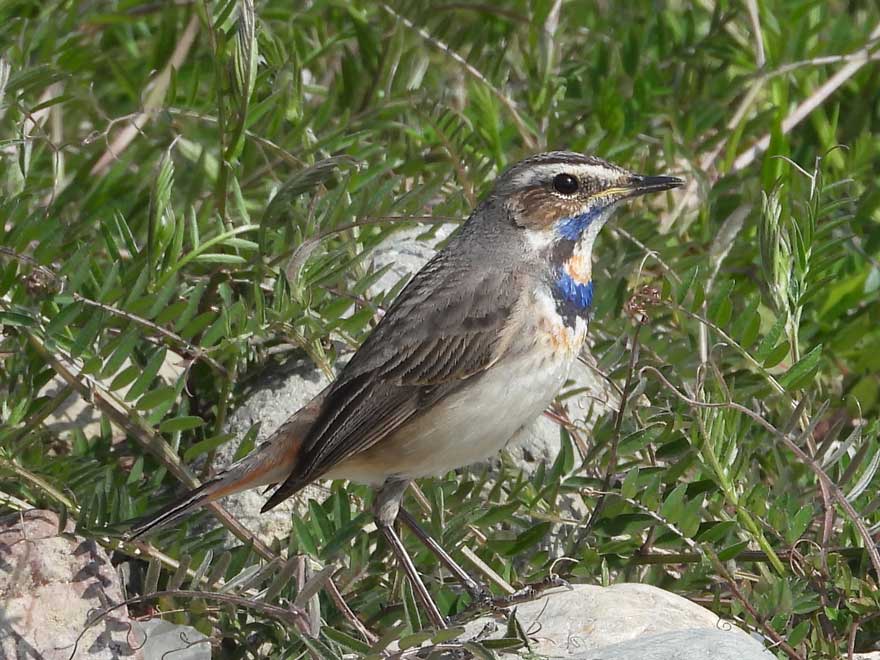 オガワコマドリ