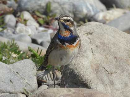 オガワコマドリ