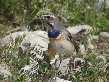 オガワコマドリ