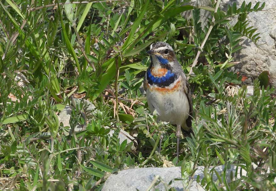 オガワコマドリ