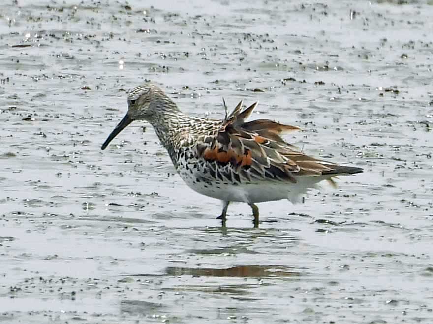 旭ヶ丘野鳥写真館