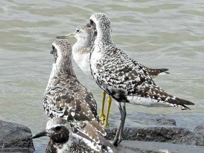 カラフトアオアシシギ