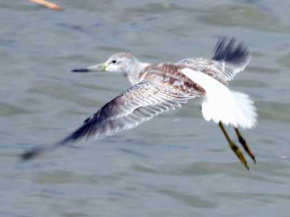 カラフトアオアシシギ