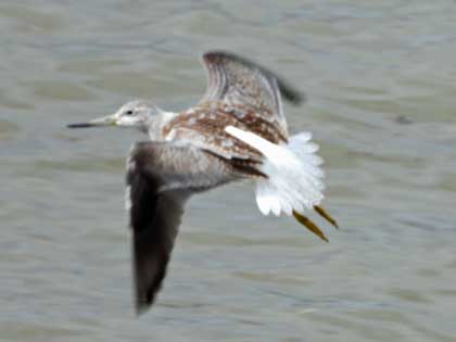 カラフトアオアシシギ