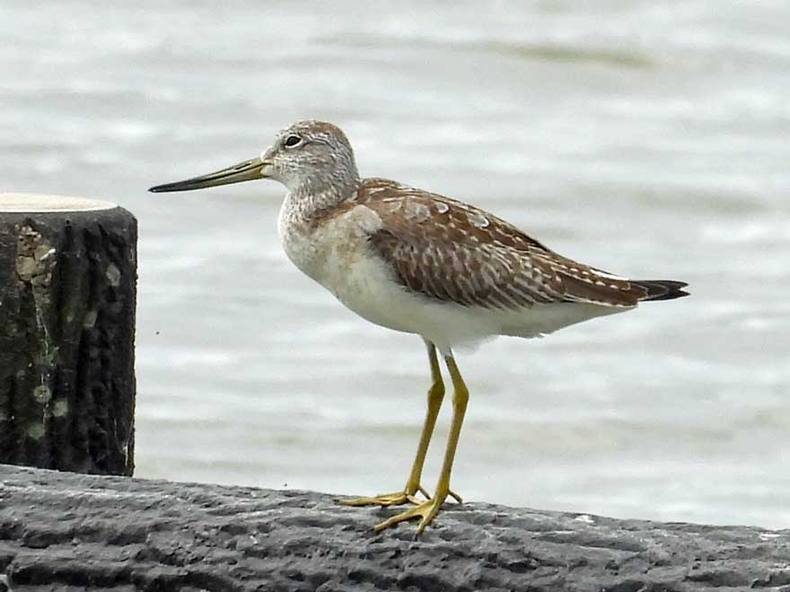 カラフトアオアシシギ