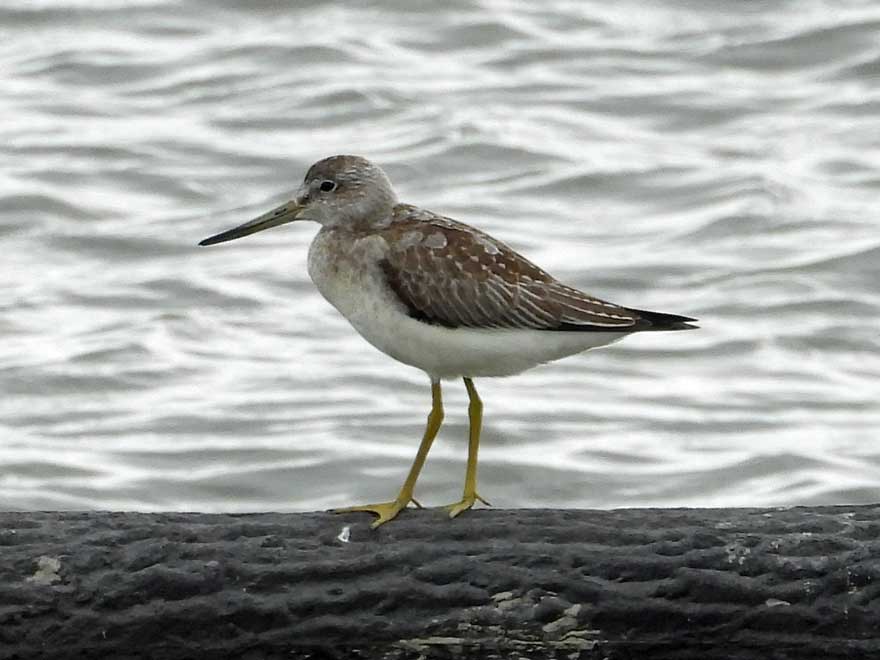 カラフトアオアシシギ