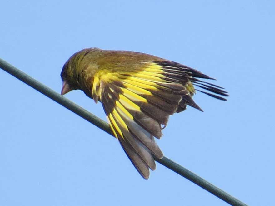 黄色い鳥 黄色い鳥のマヒワに逢う | 北の暮らし ～札幌・宮の森から～