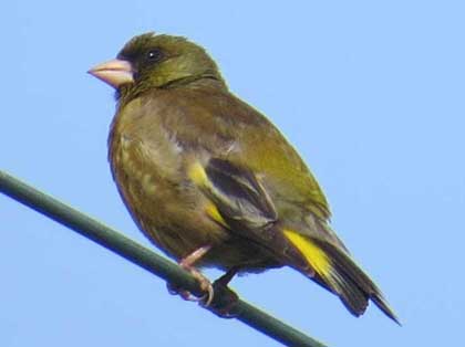 旭ヶ丘野鳥写真館