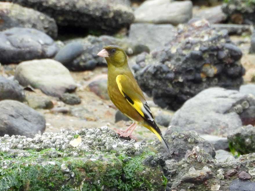 旭ヶ丘野鳥写真館