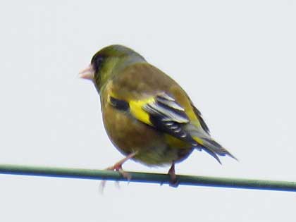 旭ヶ丘野鳥写真館