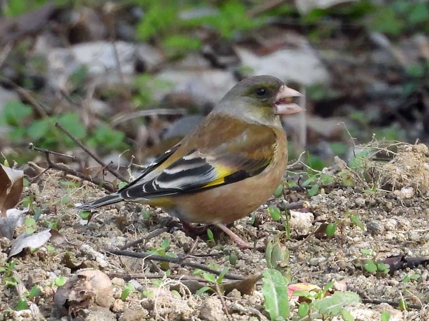 Amazon.com: 和歌文学大系79 まひる野/雲鳥/太虗集