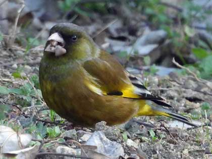 オオカワラヒワ