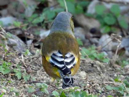 オオカワラヒワ