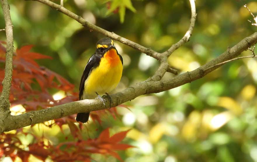旭ヶ丘野鳥写真館