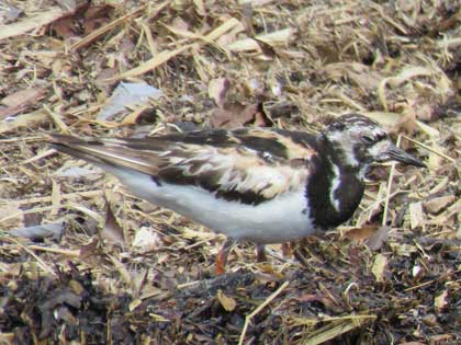 キョウジョシギ