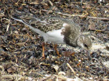 キョウジョシギ