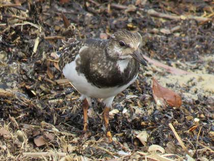 キョウジョシギ