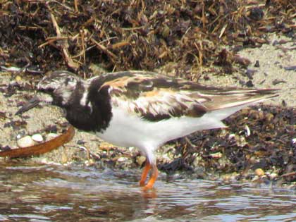 キョウジョシギ