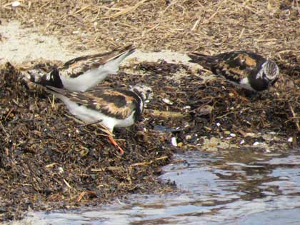 キョウジョシギ