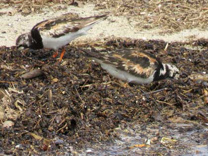 キョウジョシギ