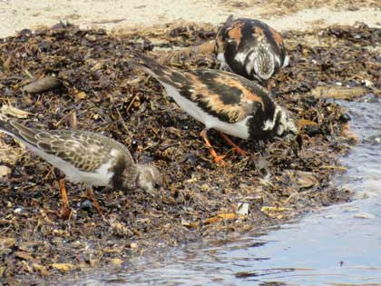 キョウジョシギ