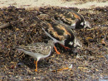 キョウジョシギ