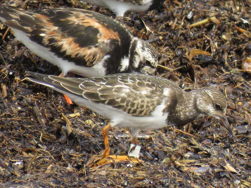 キョウジョシギ