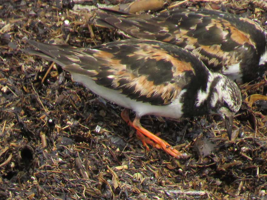 キョウジョシギ