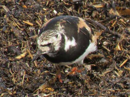 キョウジョシギ