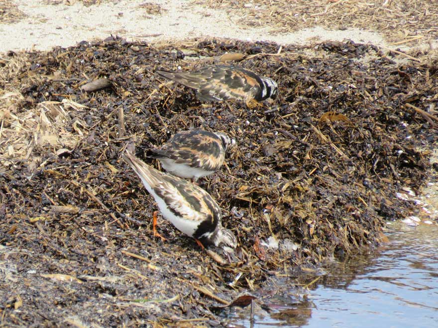 キョウジョシギ