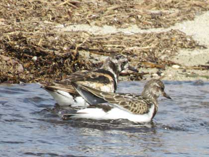 キョウジョシギ