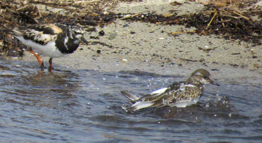 キョウジョシギ