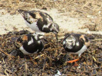 キョウジョシギ