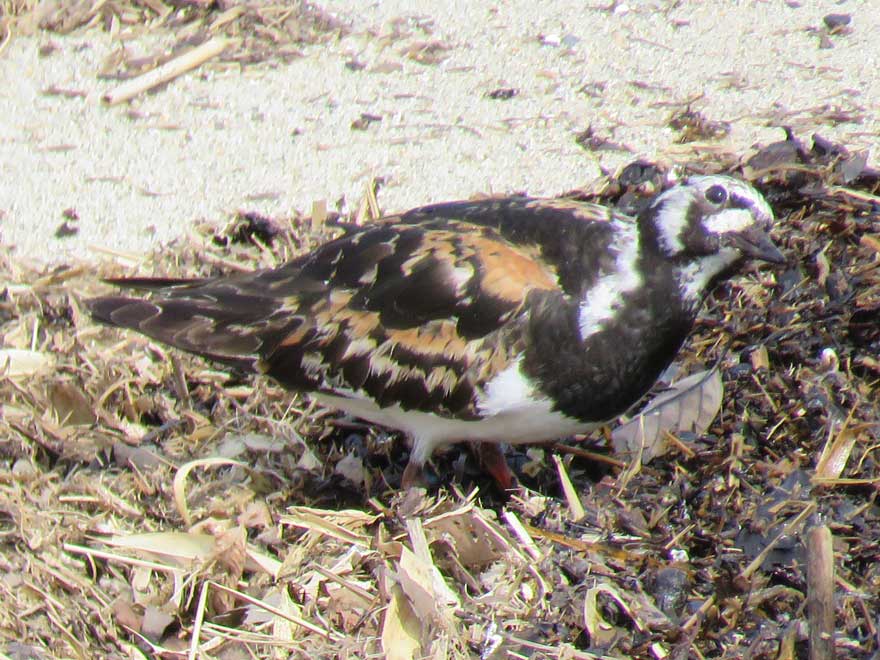 キョウジョシギ