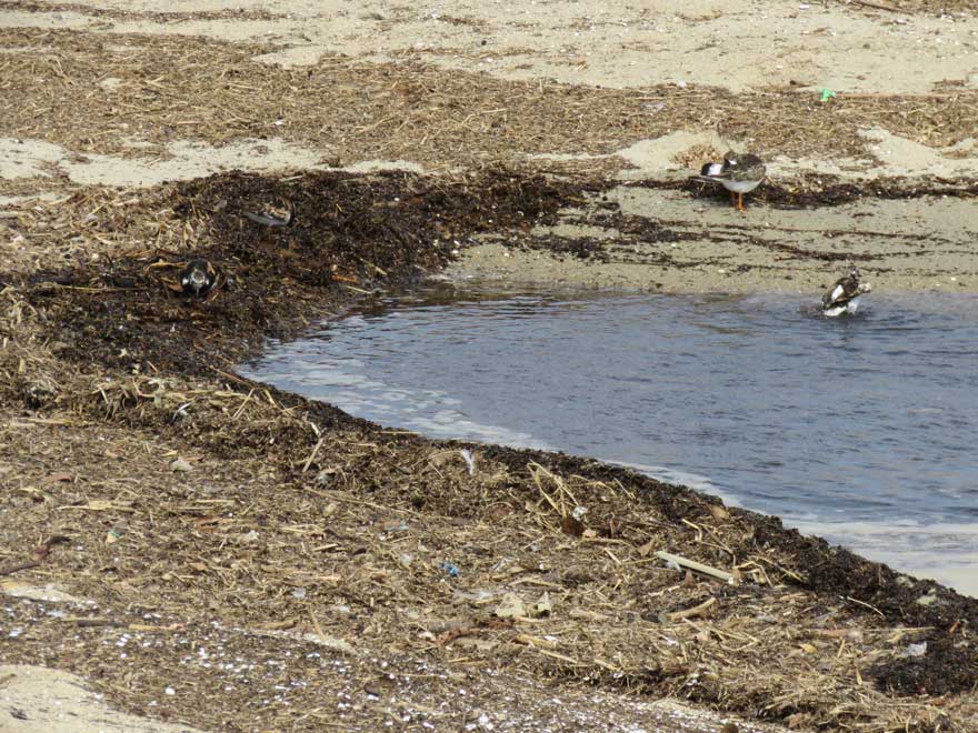 キョウジョシギ