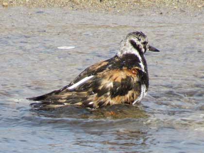 キョウジョシギ