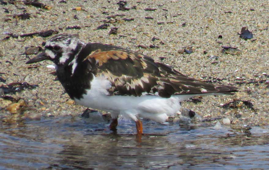 キョウジョシギ