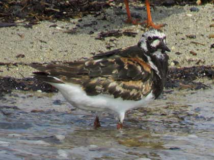 キョウジョシギ