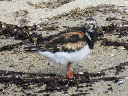 キョウジョシギ