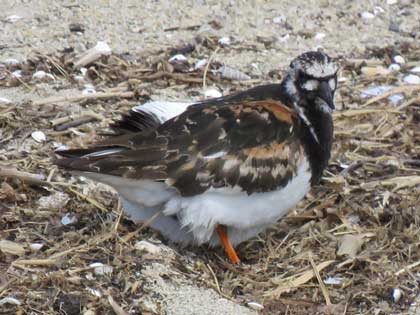 キョウジョシギ