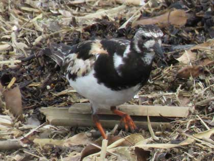 キョウジョシギ