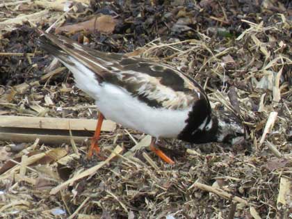 キョウジョシギ