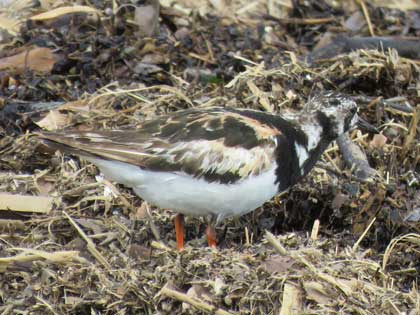 キョウジョシギ