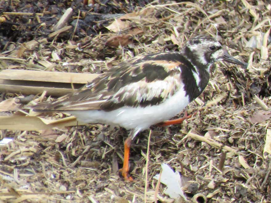 キョウジョシギ