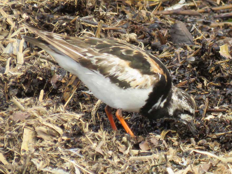 キョウジョシギ